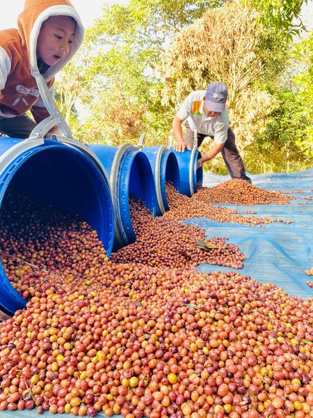 06.タイ Akha Abu農園 ナチュラル・アナエロビック 生豆 500g